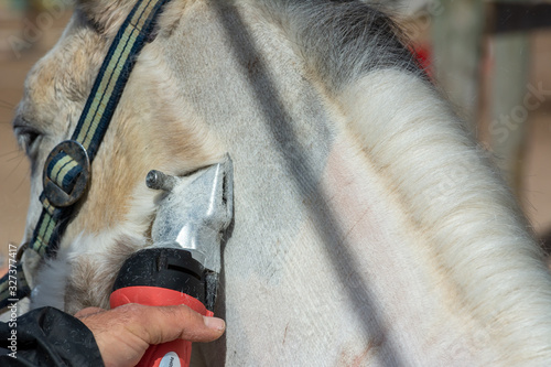 Foto Man shearing a white horse with a professional clipper