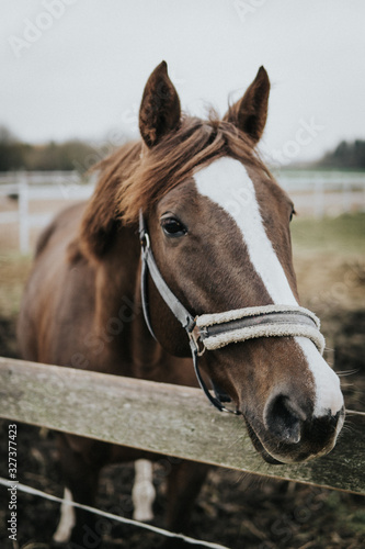 portrait of a horse