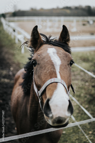 portrait of horse © indars18