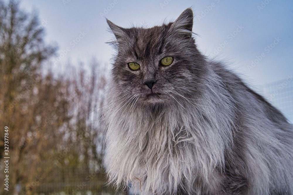 Türkische Angora Katze mit grauem Langhaarfell und grünen Augen im Schnee im Winter im Garten