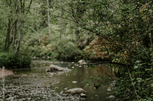 river in forest