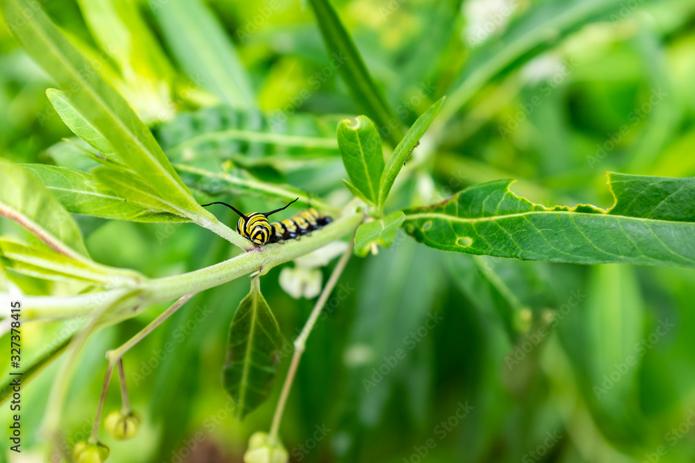 Naklejka premium Monarch Butterfly (Danaus plexippus) Caterpillar, Milkweed Butterfly (subfamily Danainae) Eating Milkweed Plant in a Big Garden in Medellín, Colombia