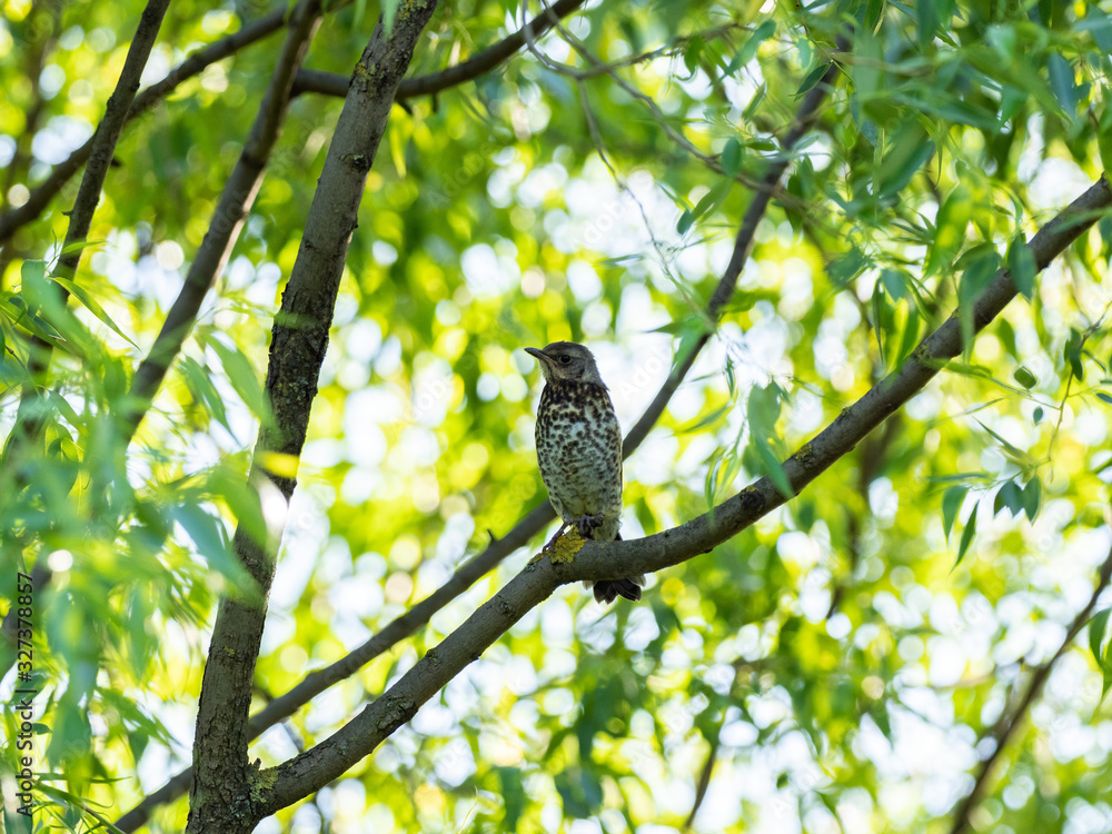 Obraz premium Juvenile fieldfare sits on a tree branch. The fieldfare (Turdus pilaris) is a member of the thrush family Turdidae.