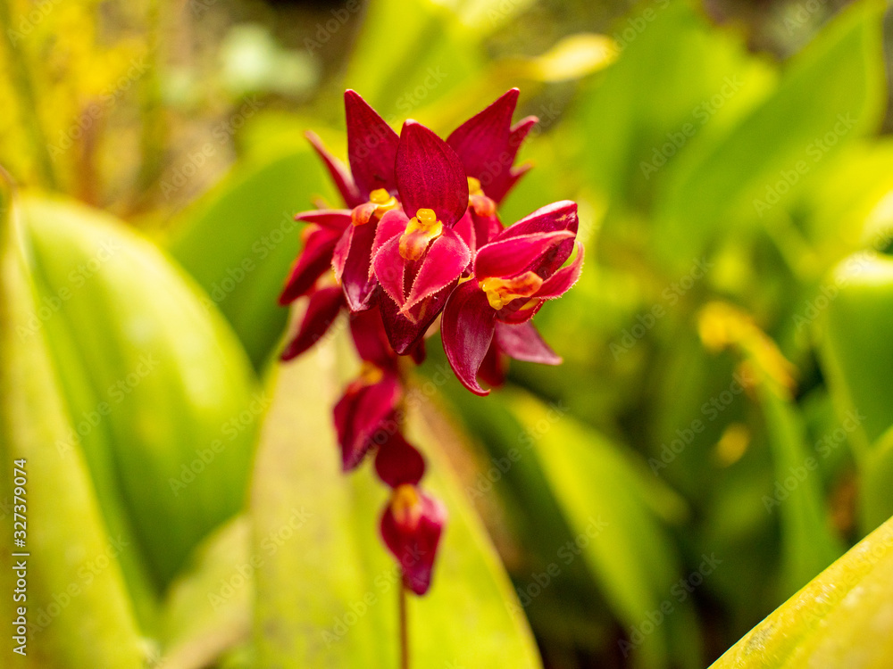 Rare and Red Orchids with Yellow Button and Leaves Background in Medellin, Colombia Rare and Red Orchids with Yellow Button and Leaves Background in Medellin, Colombia