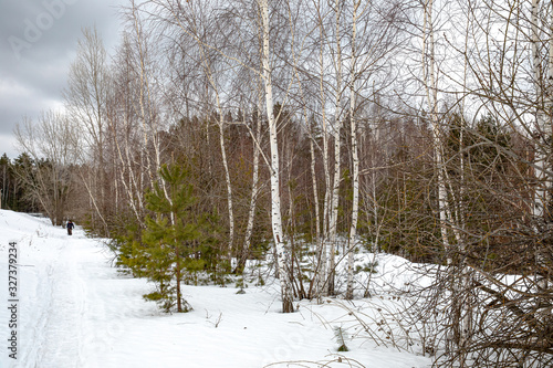 Wallpaper Mural In the winter forest, a man walks along the path. In the foreground, the willow has swollen buds, will soon bloom. Torontodigital.ca
