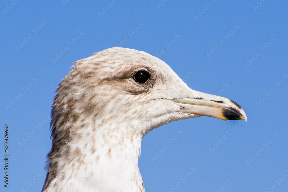 Close up of Ring-billed Gull (Larus delawarensis) head; San Francisco Bay Area, California Close up of Ring-billed Gull (Larus delawarensis) head; San Francisco Bay Area, California