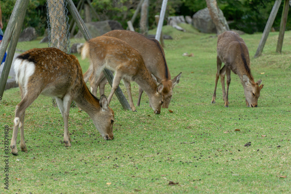 Deers in Nara in Japan