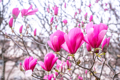 Blooming magnolia in the spring