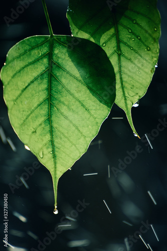 Green Bo leaf with Sunlight  in the morning, Bo tree  representing Buddhism in thailand. photo