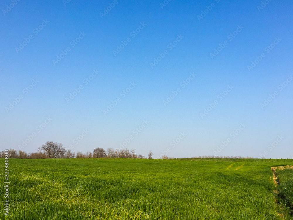 Fototapeta premium Green field and blue sky
