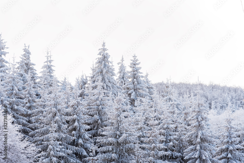 Forest pine trees in winter covered with snow in evening sunlight.