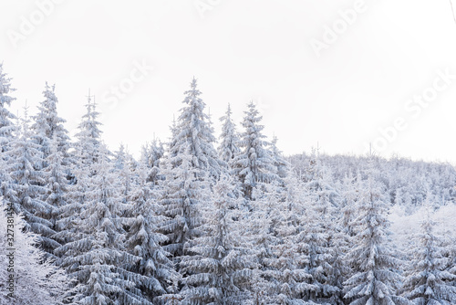 Forest pine trees in winter covered with snow in evening sunlight. © ba11istic