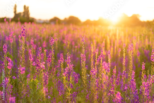 Lupines flowers sunset.