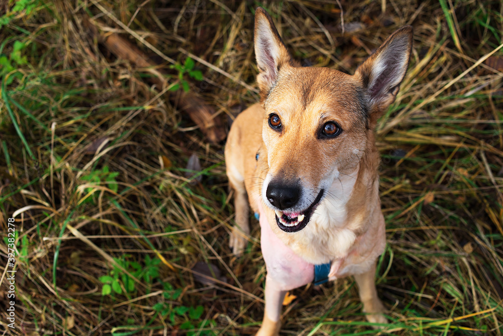 Happy adorable dog sitting on grass in autumn Happy adorable dog sitting on grass in autumn
