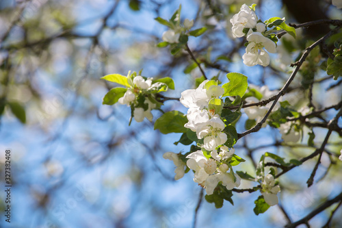 White flowers on branches against a blue sky