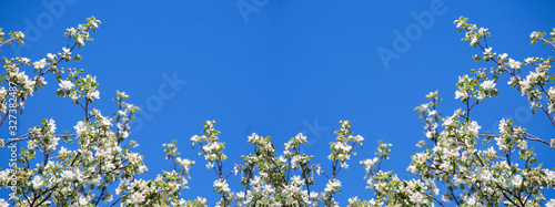 White flowers on branches against a blue sky