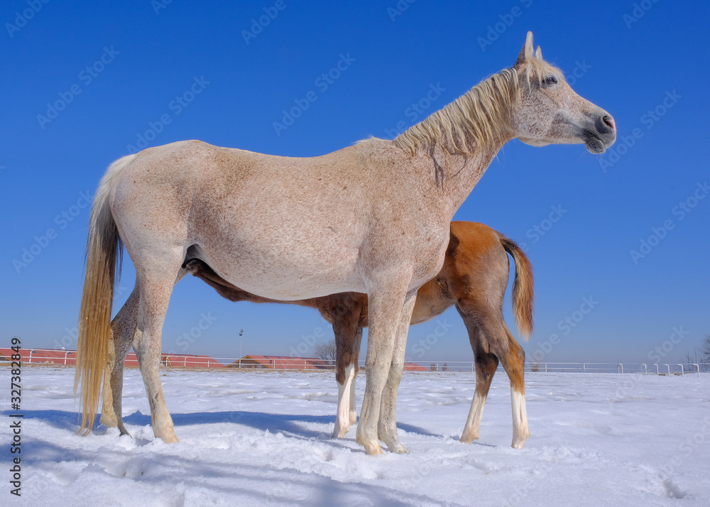Fototapeta premium white horse in winter