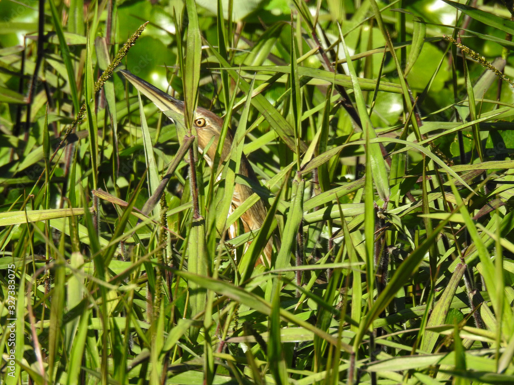 Obraz premium Hidden American bittern in Silver Springs park, Florida