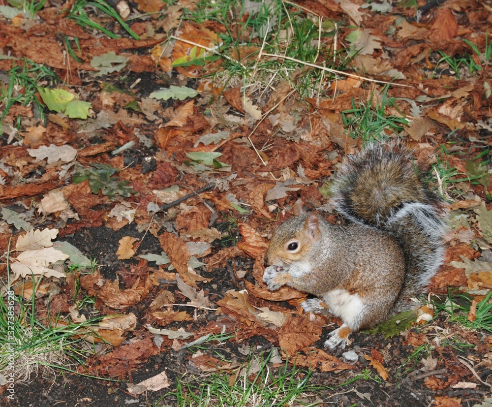 Cute Brown Squirrel Eating Green Grass Fallen Leaves Background Nature Wildlife Cute Brown Squirrel Eating Green Grass Fallen Leaves Background Nature Wildlife