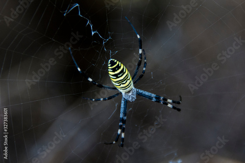 Wasp Spider (Argiope bruennichi), Zasavica, Serbia