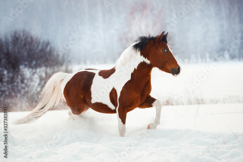 Horse pony snow © Дарья Ералева