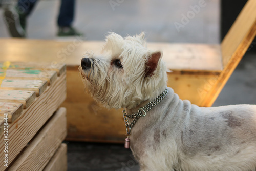 schnauzer in garden