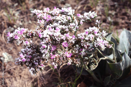 A beautiful bush with pink little flowers. Siberian plant Goniolimon. Thorny shrub, inflorescence - spike, in the form of a corymbose panicle. photo