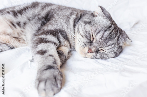 A gray scottish fold cat sleeps on a bed in a sheet. The concept of pets, comfort, pet care, keeping cats in the house. Light image, minimalism, copyspace..