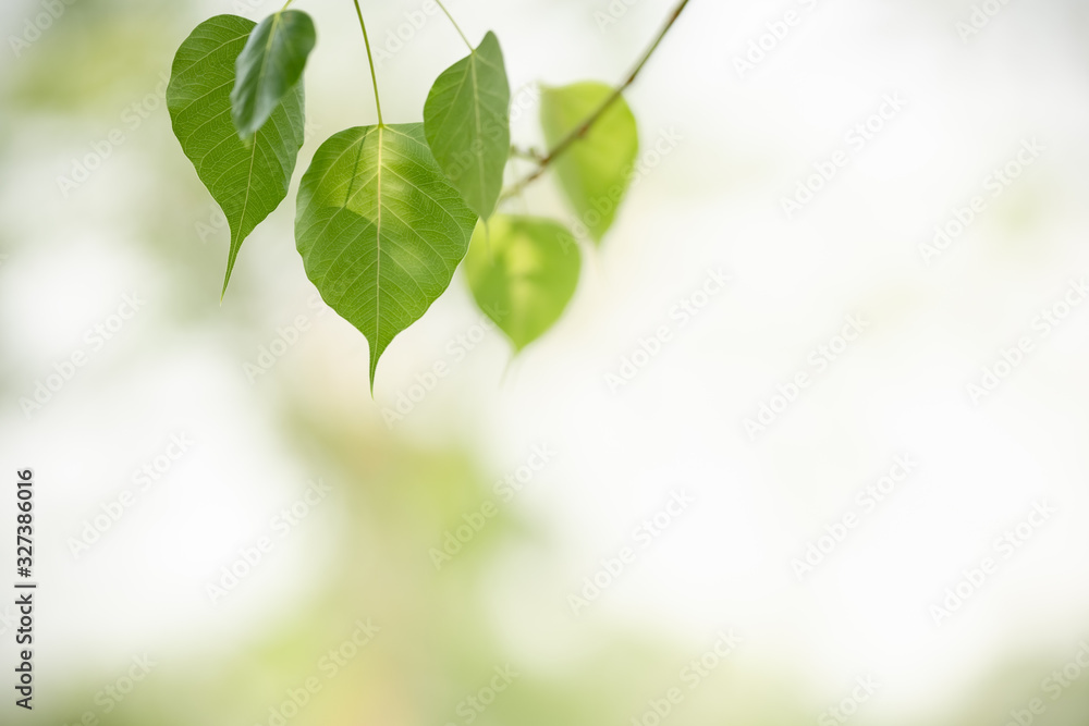 Close up of beautiful nature view green Sacred fig leaf on blurred greenery background under sunlight with bokeh and copy space using as background natural plants landscape, ecology wallpaper concept. Close up of beautiful nature view green Sacred fig leaf on blurred greenery background under sunlight with bokeh and copy space using as background natural plants landscape, ecology wallpaper concept.