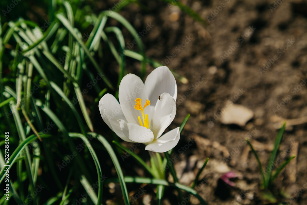 Bright white crocus flower grow in the garden Bright white crocus flower grow in the garden