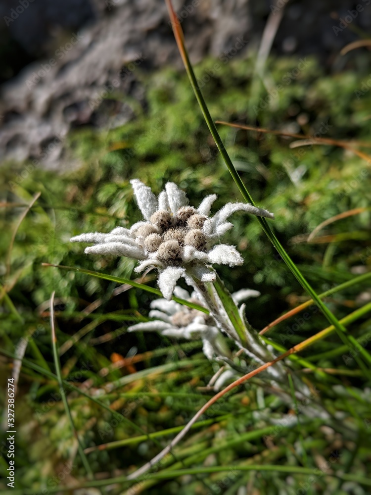 Edelweiss flower Edelweiss flower