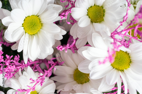 Greeting card from tender spring white flowers close-up.