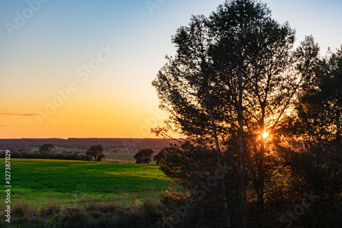 Sun at sunset behind a tree and planting fields