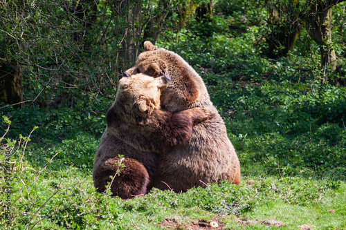 Brown Bears Hugging
