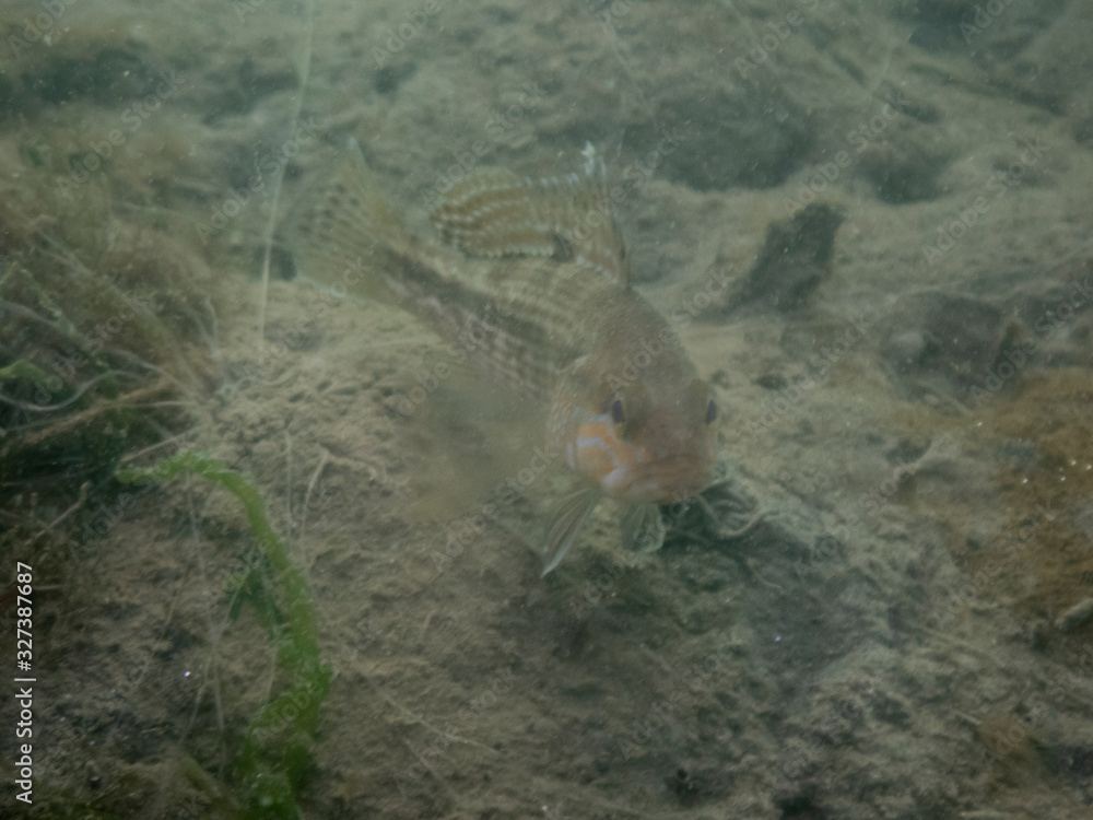 Black Sea Bass Black Sea Bass