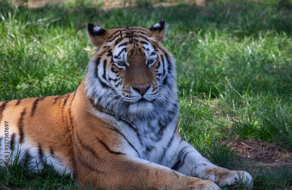 Obraz premium Resting Tiger