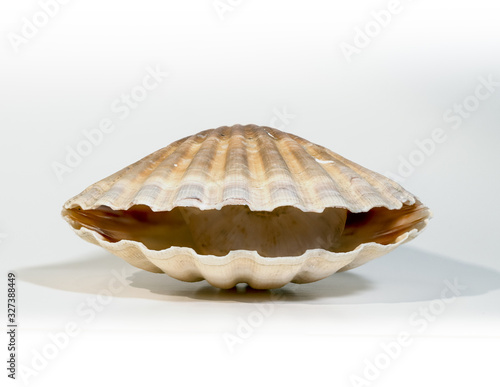 closeup of a seashell on a white background. Isolated scallop.Pecten jacobaeus.