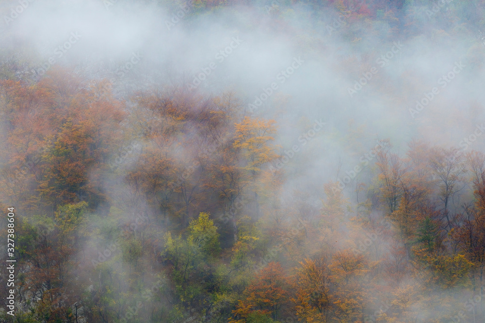 Colorful tree tops in dense thick fog