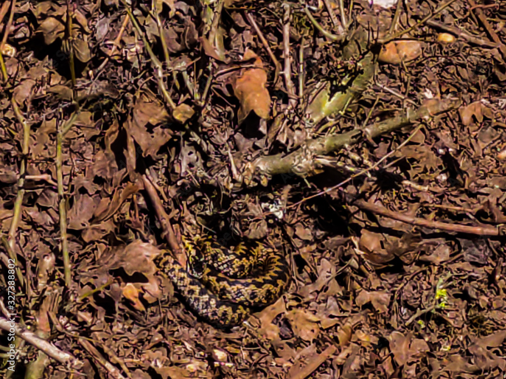 snake in the forest snake in the forest