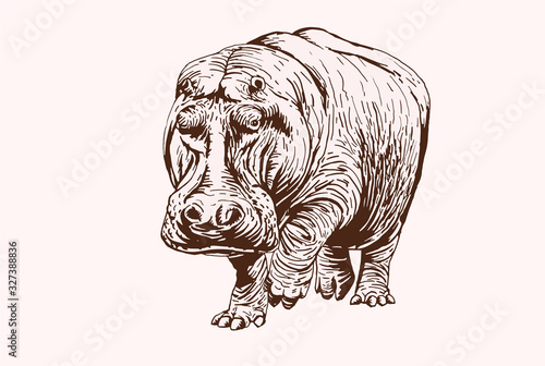 Graphical vintage hippo , vector sepia illustration