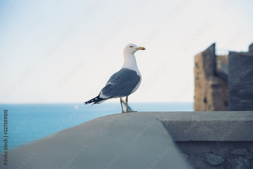 Portrait de goéland au dessus de la mer Portrait de goéland au dessus de la mer