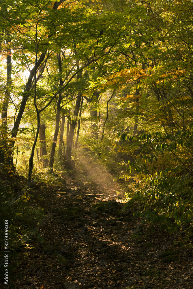 Obraz premium 林に差込む光り