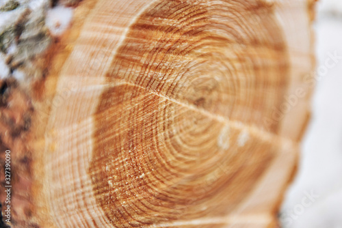 Εκτύπωση καμβά a cut of a sawn round tree, a view of the annual rings at the cut