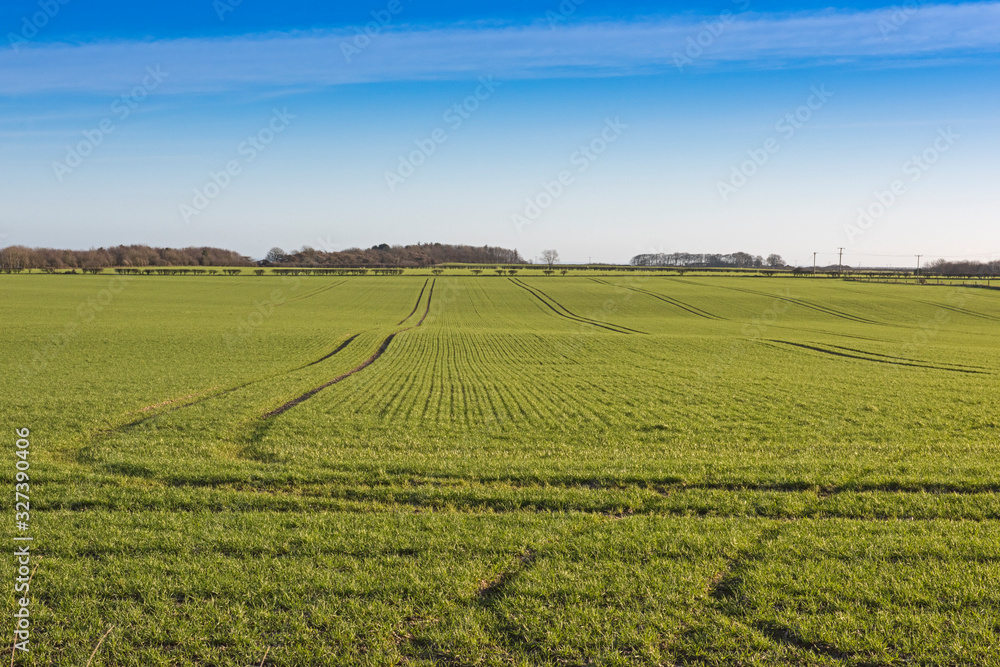 Panoramic view across young corn field in rural farm