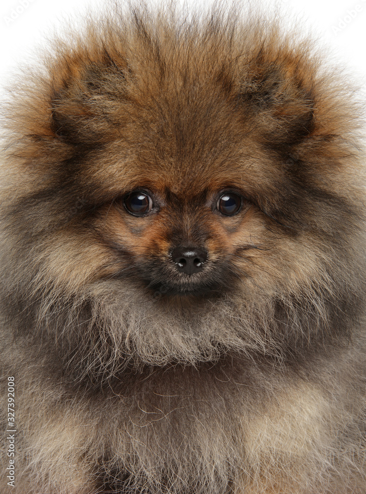 Fototapeta premium Close-up of a Spitz puppy