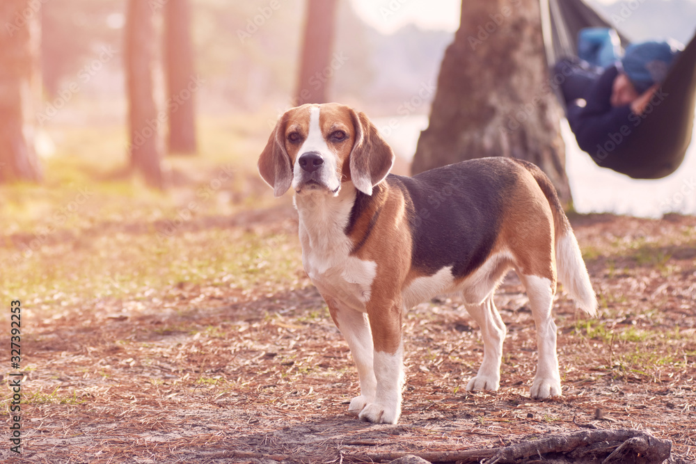 Beagle puppy stands near the hammock in the grass on open air Beagle puppy stands near the hammock in the grass on open air