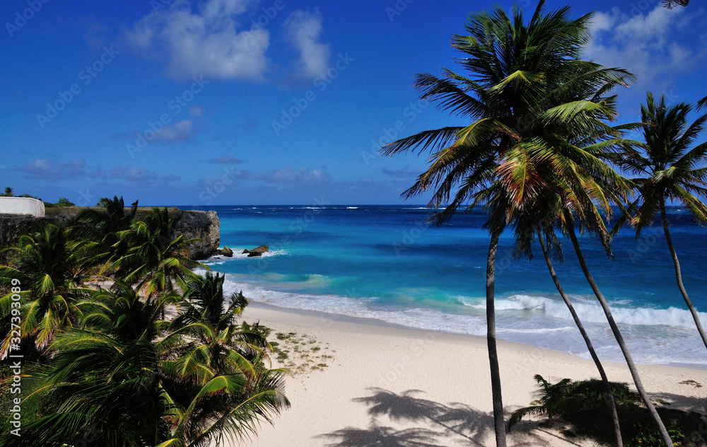 Beach and Palm Trees