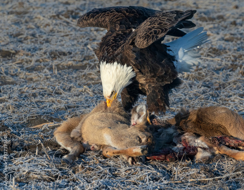 Bald eagle (Haliaeetus leucocephalus) scavenging on a roadkilled deer, Iowa, USA. photo