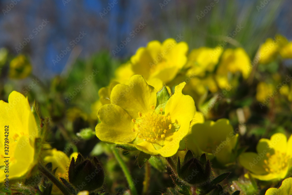 Creeping cinquefoil (Potentilla reptans) or European cinquefoil or creeping tormentil, a plant in the rose family Rosaceae with yellow heart-shaped petals, creeping plant native to Eurasia Creeping cinquefoil (Potentilla reptans) or European cinquefoil or creeping tormentil, a plant in the rose family Rosaceae with yellow heart-shaped petals, creeping plant native to Eurasia