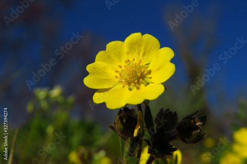 Creeping cinquefoil (Potentilla reptans) or European cinquefoil or creeping tormentil, a plant in the rose family Rosaceae with yellow heart-shaped petals, creeping plant native to Eurasia